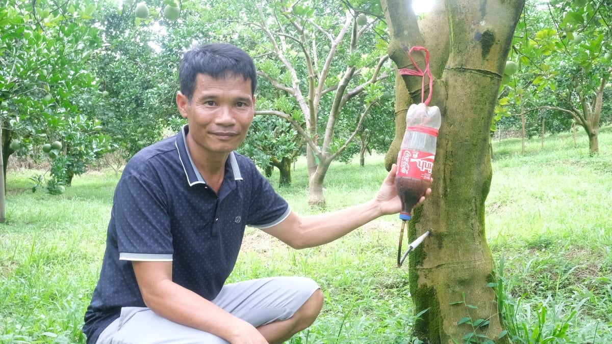 Độc chiêu 'truyền đạm' để phục hồi những cây bưởi yếu của anh Lê Xuân Trường. Ảnh: Kiên Trung.