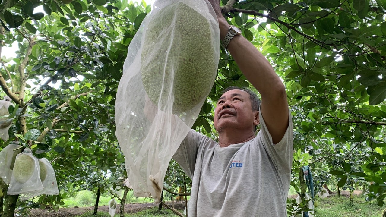 Các vùng trồng mít Thái ở Vĩnh Long đang được xây dựng mã số vùng trồng để đủ điều kiện xuất khẩu sang thị trường Trung Quốc. Ảnh: Hồ Thảo. Các vùng trồng mít Thái ở Vĩnh Long đang được xây dựng mã số vùng trồng để đủ điều kiện xuất khẩu sang thị trường Trung Quốc. Ảnh: Hồ Thảo.