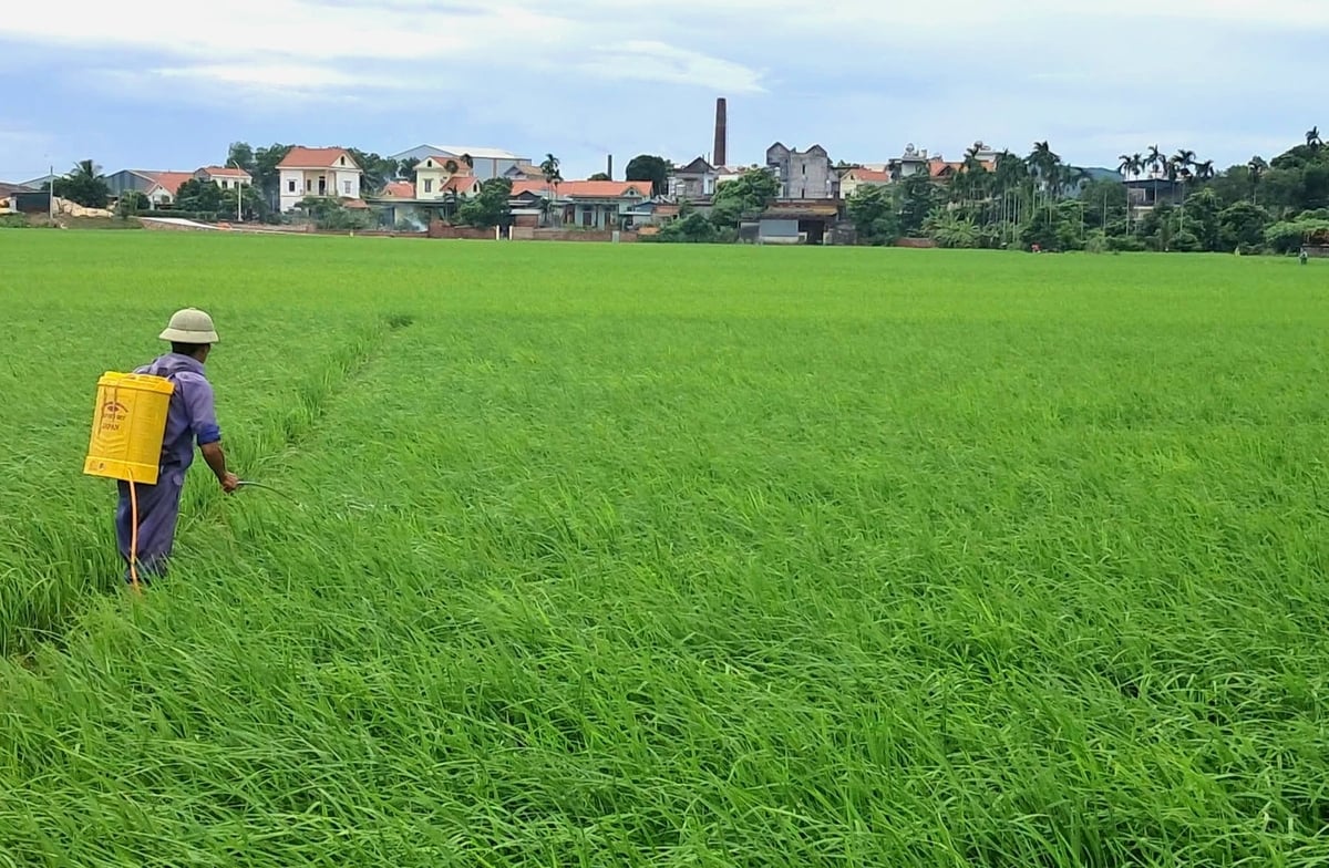 Bà con chủ động phun trừ sâu để bảo vệ lúa vụ mùa. Ảnh: Cường Vũ. 