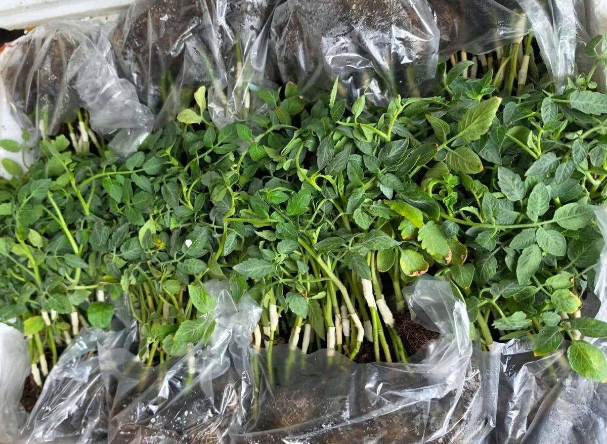 Gốc cà tím có bộ rễ khỏe, giúp cây hấp thụ nước và dinh dưỡng tốt. Ảnh: Cường Vũ. 
