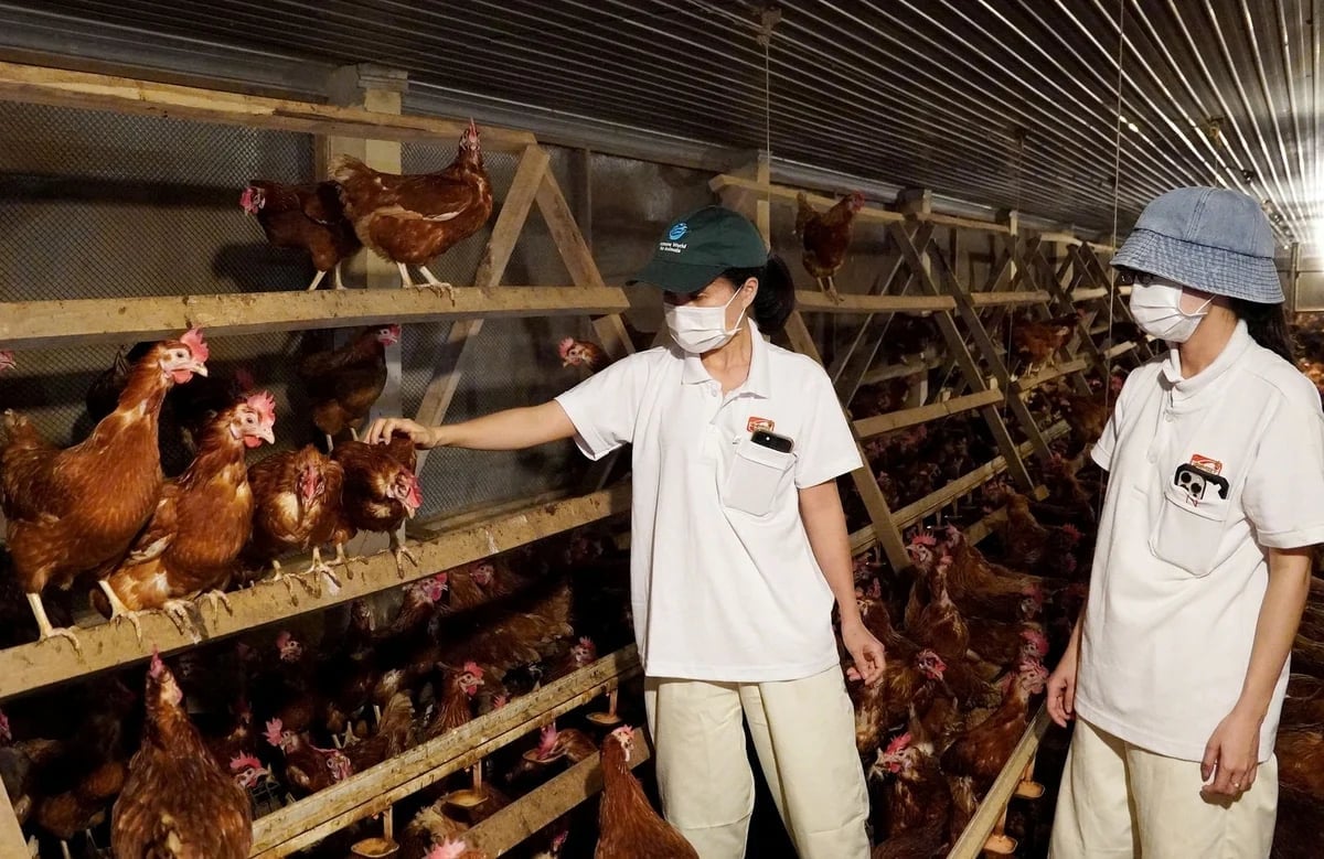 Đàn nuôi cần được quan tâm gồm mật độ, chất lượng nền chuồng, tiếng ồn và các điều kiện thao tác. Ảnh: Minh Sáng. Đàn nuôi cần được quan tâm gồm mật độ, chất lượng nền chuồng, tiếng ồn và các điều kiện thao tác. Ảnh: Minh Sáng.
