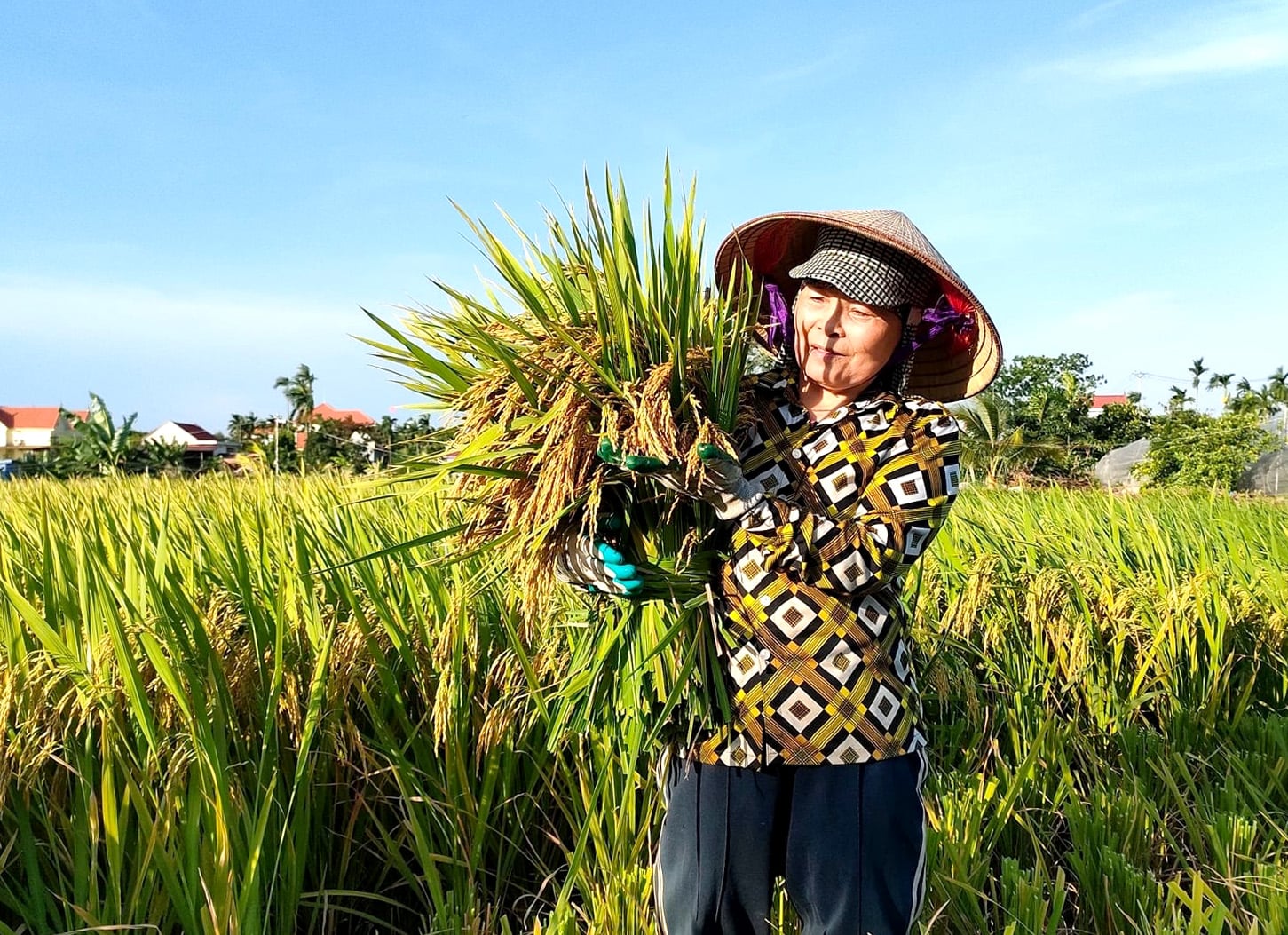Giá lúa gạo hôm nay 24/9/2026 ở trong nước mới nhất