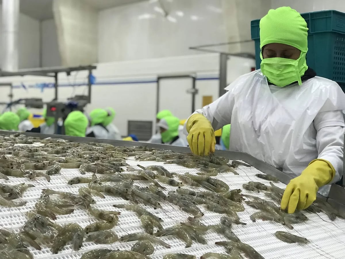 Năm 2025, kim ngạch xuất khẩu tôm của quốc gia này đạt hơn 8 tỷ USD tôm, cao hơn tổng kim ngạch của Ấn Độ, Việt Nam và Indonesia cộng lại. Ảnh: Ma. Fernanda Vílches/ Globalseafood. Năm 2025, kim ngạch xuất khẩu tôm của quốc gia này đạt hơn 8 tỷ USD tôm, cao hơn tổng kim ngạch của Ấn Độ, Việt Nam và Indonesia cộng lại. Ảnh: Ma. Fernanda Vílches/ Globalseafood.