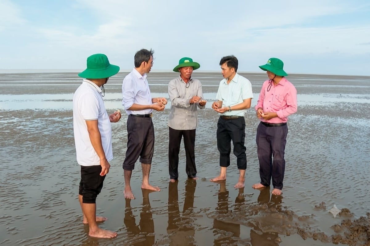 Bãi nghêu Cù Lao Dung rộng hơn 830ha nhưng nguồn lợi tự nhiên đang suy giảm, nhất là nghêu giống. Ảnh: Kim Anh. Bãi nghêu Cù Lao Dung rộng hơn 830ha nhưng nguồn lợi tự nhiên đang suy giảm, nhất là nghêu giống. Ảnh: Kim Anh.