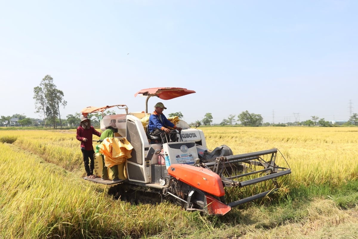 Đầu tư máy gặt đập liên hợp giúp nông dân Đà Nẵng cơ giới hóa khâu thu hoạch, giảm thất thoát. Ảnh: Lan Anh. Đầu tư máy gặt đập liên hợp giúp nông dân Đà Nẵng cơ giới hóa khâu thu hoạch, giảm thất thoát. Ảnh: Lan Anh.