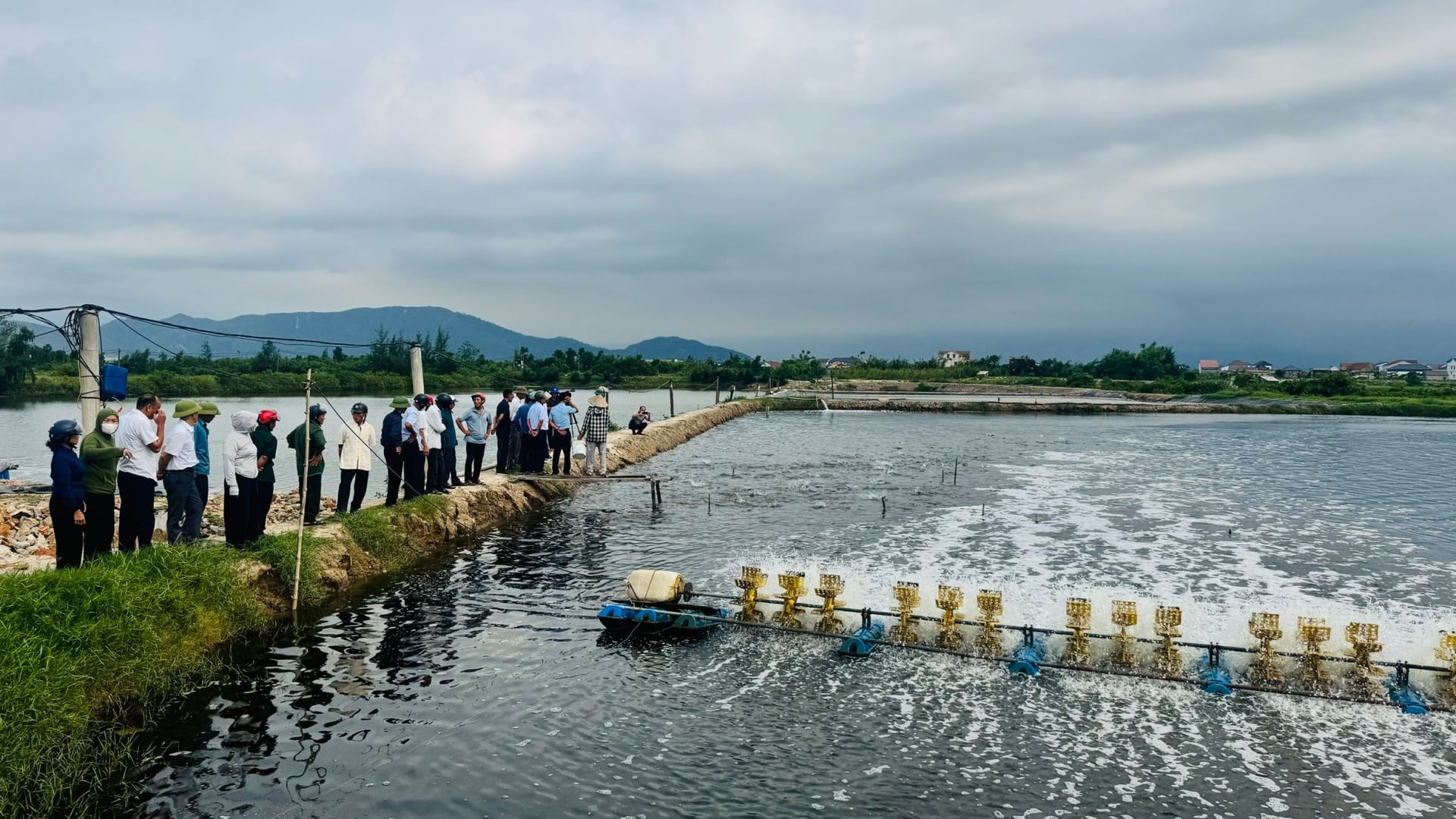 Nhiều hộ dân đã chuyển đổi diện tích nuôi tôm kém hiệu quả sang nuôi cá chim vàng. Ảnh: Ánh Nguyệt.