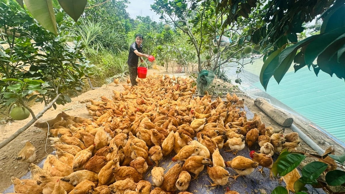 Các hộ tham gia mô hình thực hiện đầy đủ việc ghi chép nhật ký sản xuất, vệ sinh chuồng trại và chăm sóc đàn gà theo đúng hướng dẫn. Ảnh: Ánh Nguyệt.