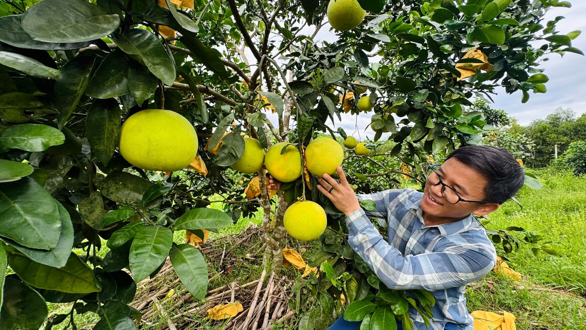 Dù sản lượng giảm, nhiều vườn bưởi Phúc Trạch vẫn cho quả đẹp, chất lượng tốt. Ảnh: Ánh Nguyệt. Dù sản lượng giảm, nhiều vườn bưởi Phúc Trạch vẫn cho quả đẹp, chất lượng tốt. Ảnh: Ánh Nguyệt.