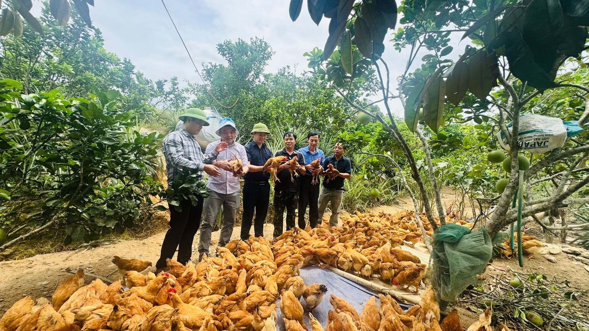 Nhờ đáp ứng tiêu chuẩn VietGAHP và có hệ thống truy xuất nguồn gốc, giá bán sản phẩm dự kiến cao hơn thị trường từ 10 - 15%. Ảnh: Ánh Nguyệt.