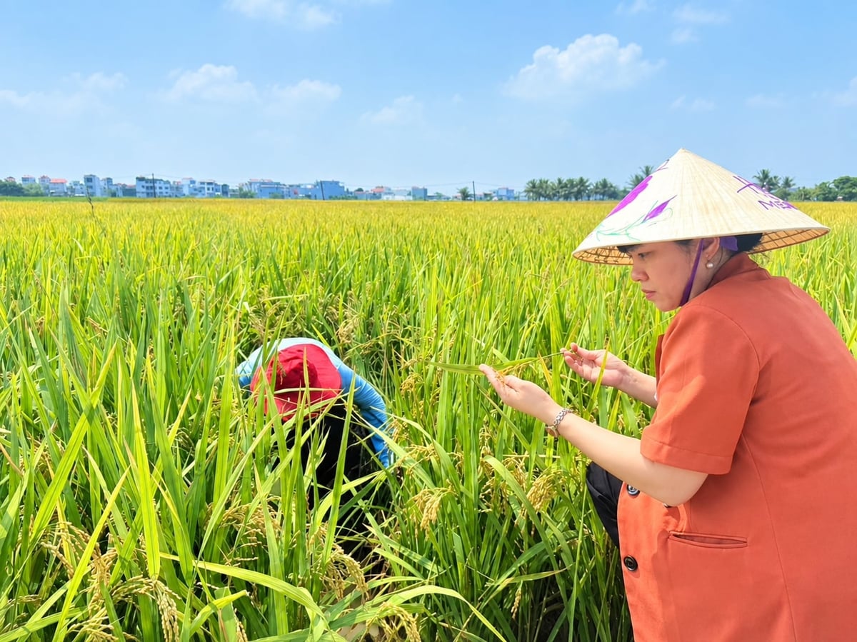 Tình hình sâu bệnh trên lúa mùa tại Hải Phòng đang được kiểm soát tốt. Ảnh: Đinh Mười.