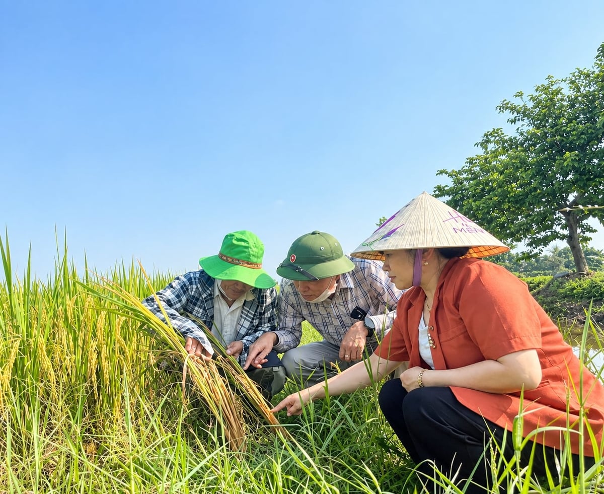 Bà Vũ Thị Lan Hương - Phó Chi cục trưởng Chi cục Trồng trọt và BVTV Hải Phòng kiểm tra tình hình rầy nâu cuối vụ mùa 2026. Ảnh: Đinh Mười.