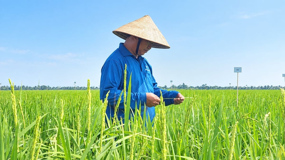 Vụ mùa năm 2026, toàn TP Hải Phòng gieo cấy hơn 77.675 ha lúa. Ảnh: Đinh Mười.