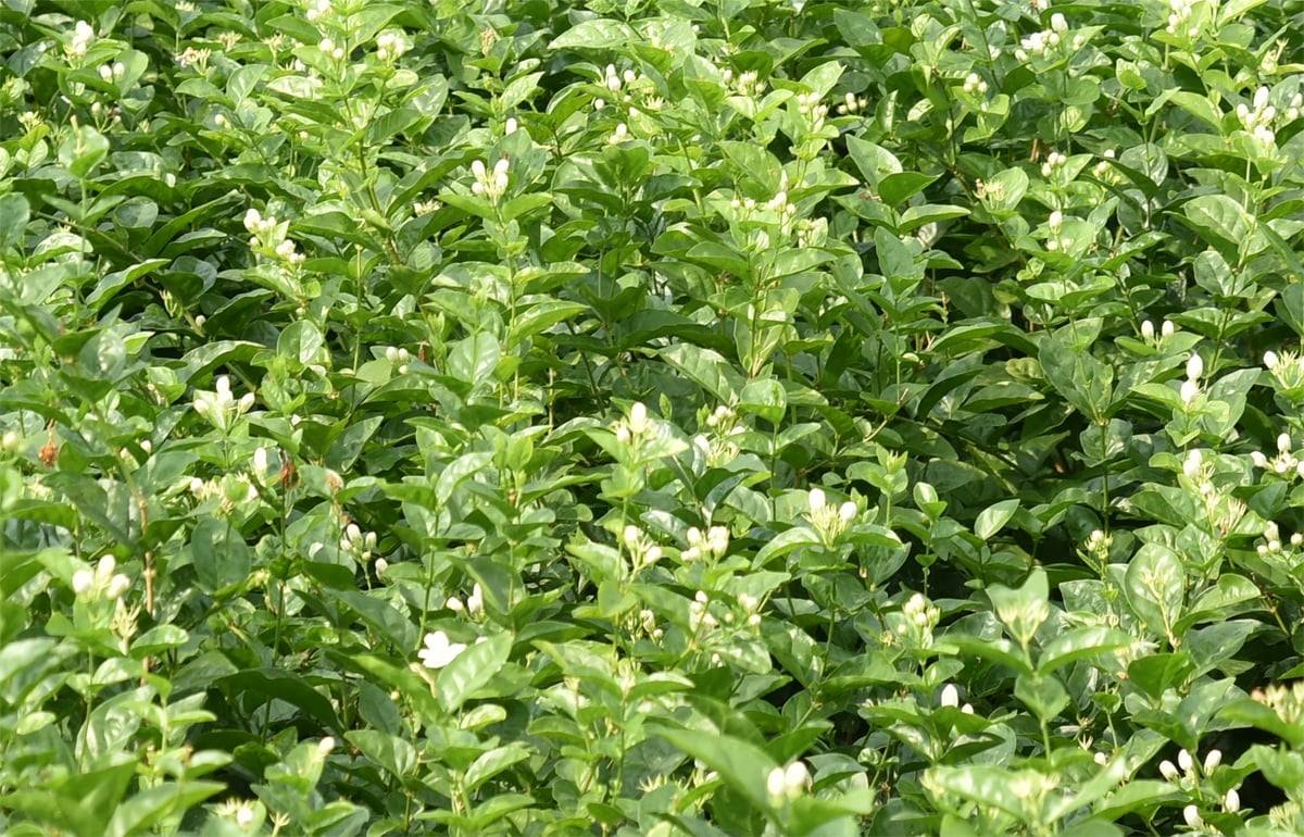 Một góc cánh đồng hoa nhài. Ảnh: Xuân Hà.