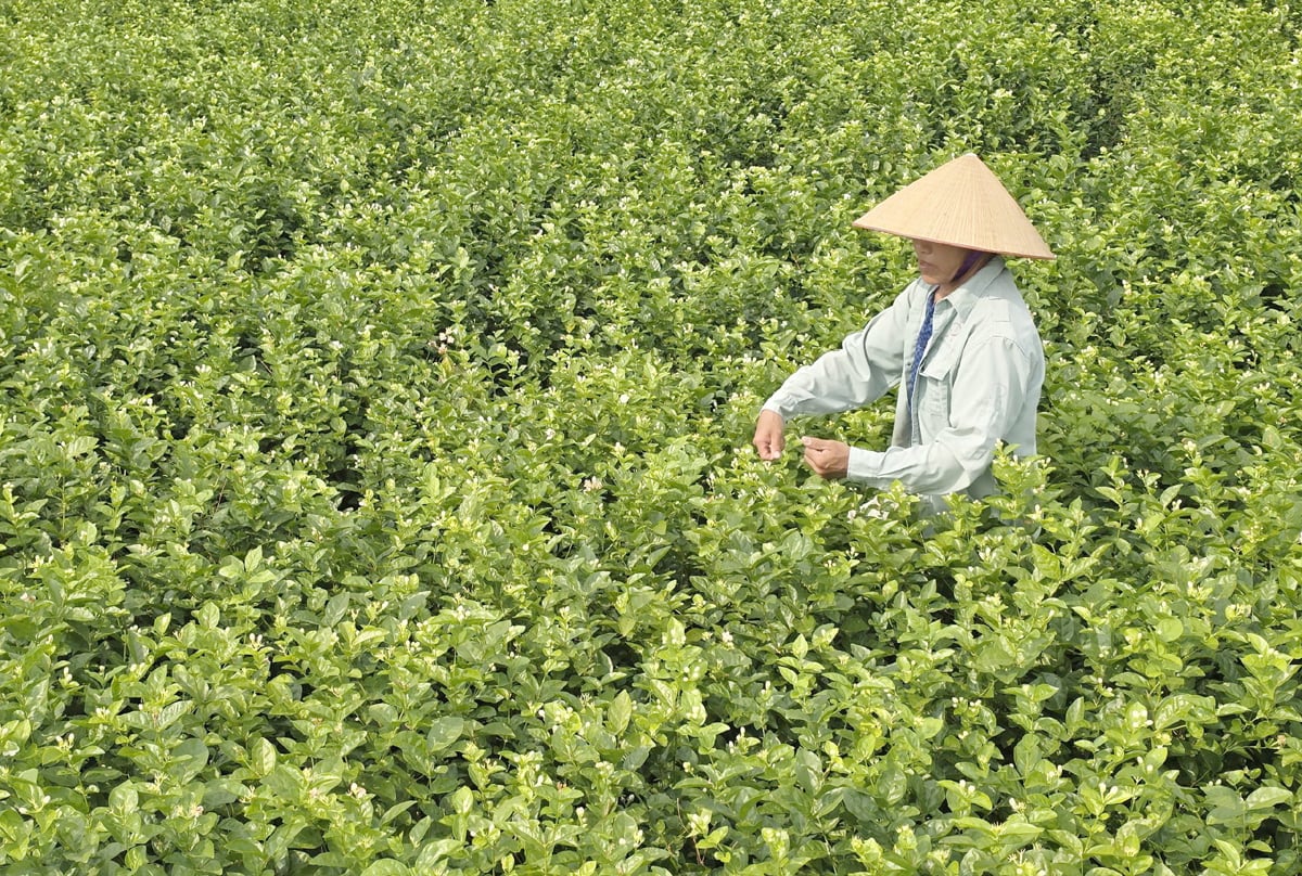 Người dân thu hoạch hoa nhài. Ảnh: Xuân Hà.