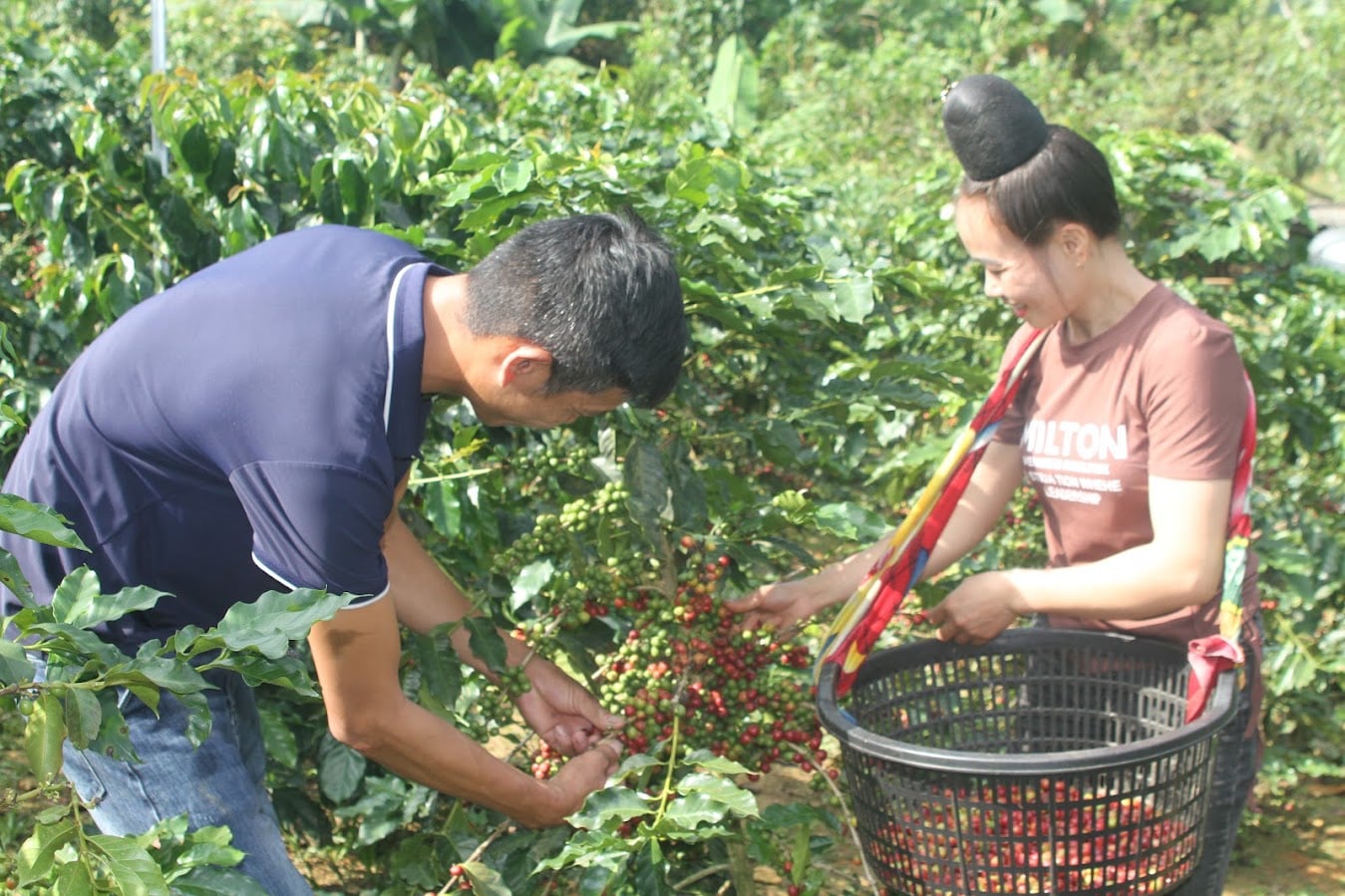 Rà soát vùng trồng cà phê là cơ sở để xây dựng dữ liệu truy xuất nguồn gốc theo yêu cầu EUDR. Ảnh: Nguyễn Nga.