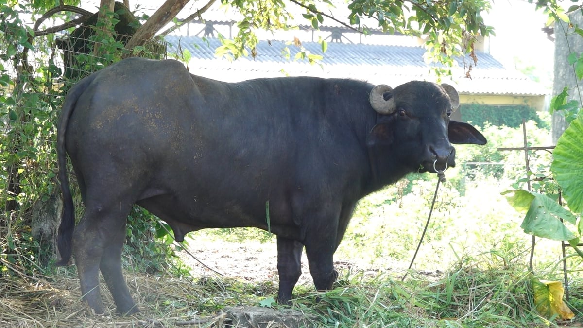 Tầm vóc trâu Murrah. Ảnh: Quang Linh.