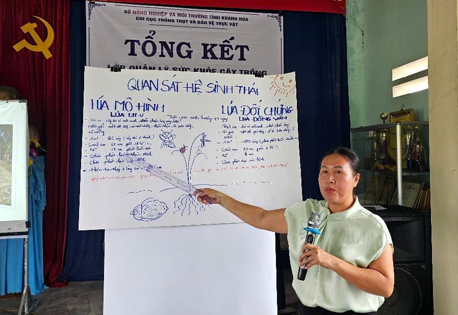 Học viên lớp tập huấn trình bày kết quả quan sát hệ sinh thái trên đồng ruộng. Ảnh: KS.