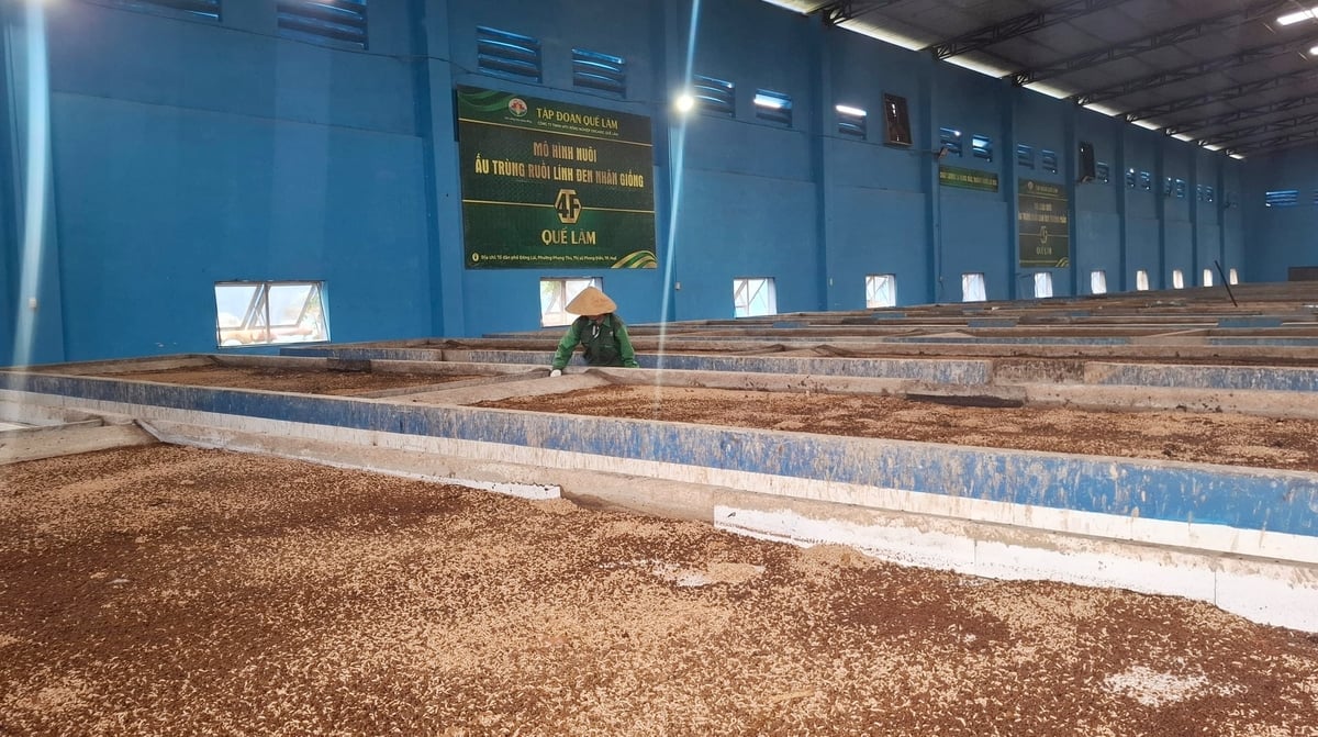 Trong đó, mô hình nuôi ruồi lính đen không chỉ giúp xử lý rác hữu cơ hiệu quả mà còn thân thiện với môi trường, không gây mùi hôi, không phát sinh nước thải. Ông Lê Quốc Thanh, Giám đốc Trung tâm Khuyến nông Quốc gia đã ví đây như một 'nhà máy sản xuất protein'.