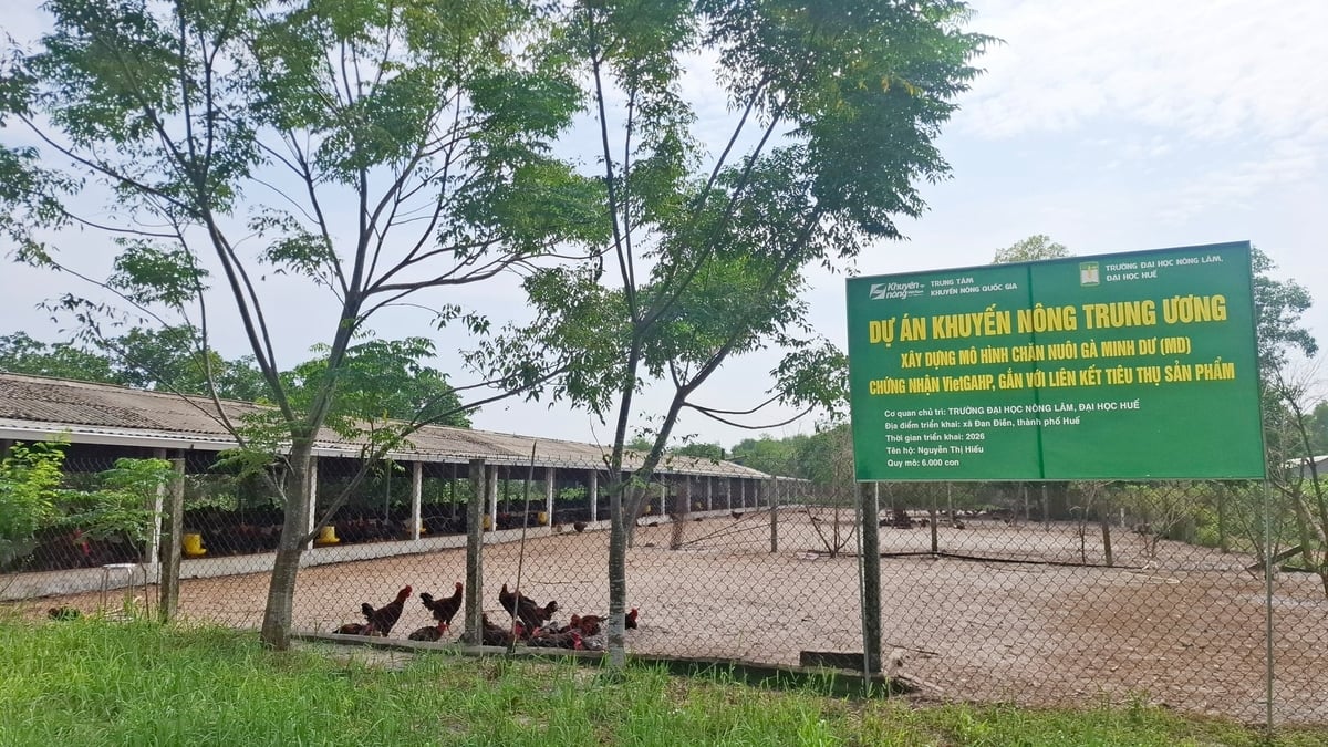 Tại xã Đan Điền, dự án 'Xây dựng mô hình chăn nuôi gà Minh Dư (MD) chứng nhận VietGAHP, gắn với liên kết tiêu thụ sản phẩm' do Trường Đại học Nông lâm - Đại học Huế chủ trì, quy mô 12.000 con, 2 hộ chăn nuôi tham gia (mỗi hộ nuôi 6.000 con).