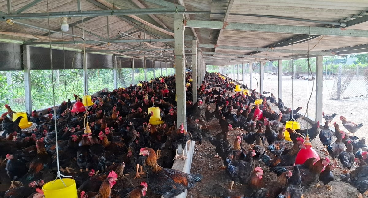 Các trang trại áp dụng quy trình VietGAHP, tập trung kiểm soát các yếu tố như con giống, chuồng trại, thức ăn, nước uống, vệ sinh thú y, phòng chống dịch bệnh, sử dụng thuốc thú y, quản lý chất thải. Quá trình sản xuất được theo dõi, ghi chép và kiểm tra, bảo đảm tính minh bạch và truy xuất nguồn gốc.