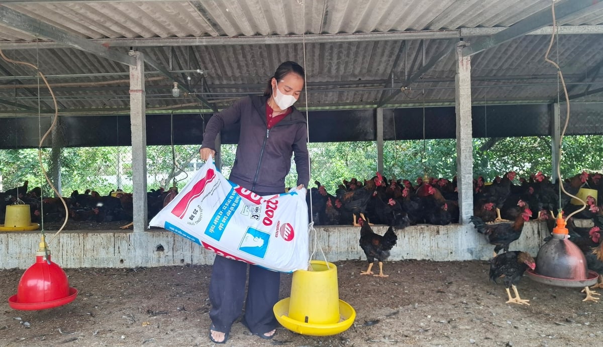 Sản phẩm gà Minh Dư được kiểm soát nguồn gốc, quy trình chăm sóc, phòng bệnh và vệ sinh thú y, tạo điều kiện thuận lợi cho thu mua, tiêu thụ và phát triển thị trường. Qua đó góp phần nâng cao giá trị sản phẩm, giảm rủi ro đầu ra và từng bước hình thành chuỗi sản xuất - tiêu thụ ổn định.