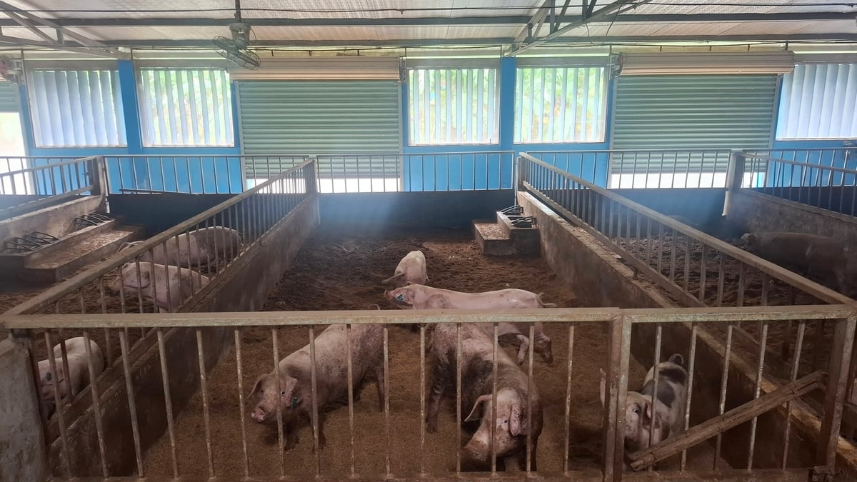 Mô hình áp dụng quy trình chăn nuôi an toàn dịch bệnh, bảo đảm an toàn thực phẩm và theo hướng kinh tế tuần hoàn. Chất thải chăn nuôi được xử lý, tái sử dụng làm phân bón hữu cơ cho cây trồng, qua đó giảm phát thải, hạn chế mùi hôi và nguy cơ phát tán mầm bệnh, đồng thời nâng cao hiệu quả sử dụng tài nguyên.