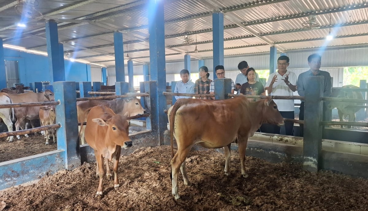Đoàn khảo sát cũng kiểm tra các mô hình chăn nuôi bò vàng hữu cơ, chăn nuôi gà hữu cơ và mô hình nuôi ruồi lính đen từ phế phẩm nông nghiệp tại Tổ hợp Nông nghiệp hữu cơ - Kinh tế tuần hoàn - Sinh thái 4F Quế Lâm.