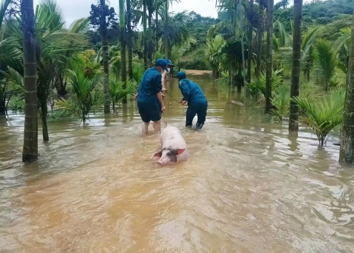 Mưa lớn gây ngập vùng sản xuất, lực lượng chức năng hỗ trợ người dân di chuyển vật nuôi ra khỏi khu vực ngập nước. Ảnh: TTDVTH.
