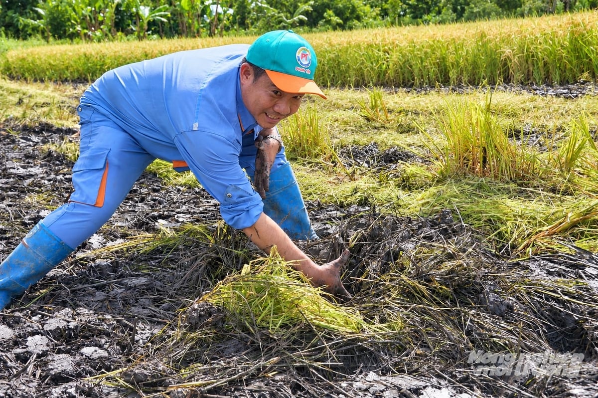 Ngay sau khi thu hoạch, rơm rạ được xới vùi cùng vi sinh, giúp giảm lượng phát thải và nhanh chóng chuyển hóa thành dinh dưỡng hữu cơ bổ sung cho đất. Ảnh: Trung Chánh. Ngay sau khi thu hoạch, rơm rạ được xới vùi cùng vi sinh, giúp giảm lượng phát thải và nhanh chóng chuyển hóa thành dinh dưỡng hữu cơ bổ sung cho đất. Ảnh: Trung Chánh.