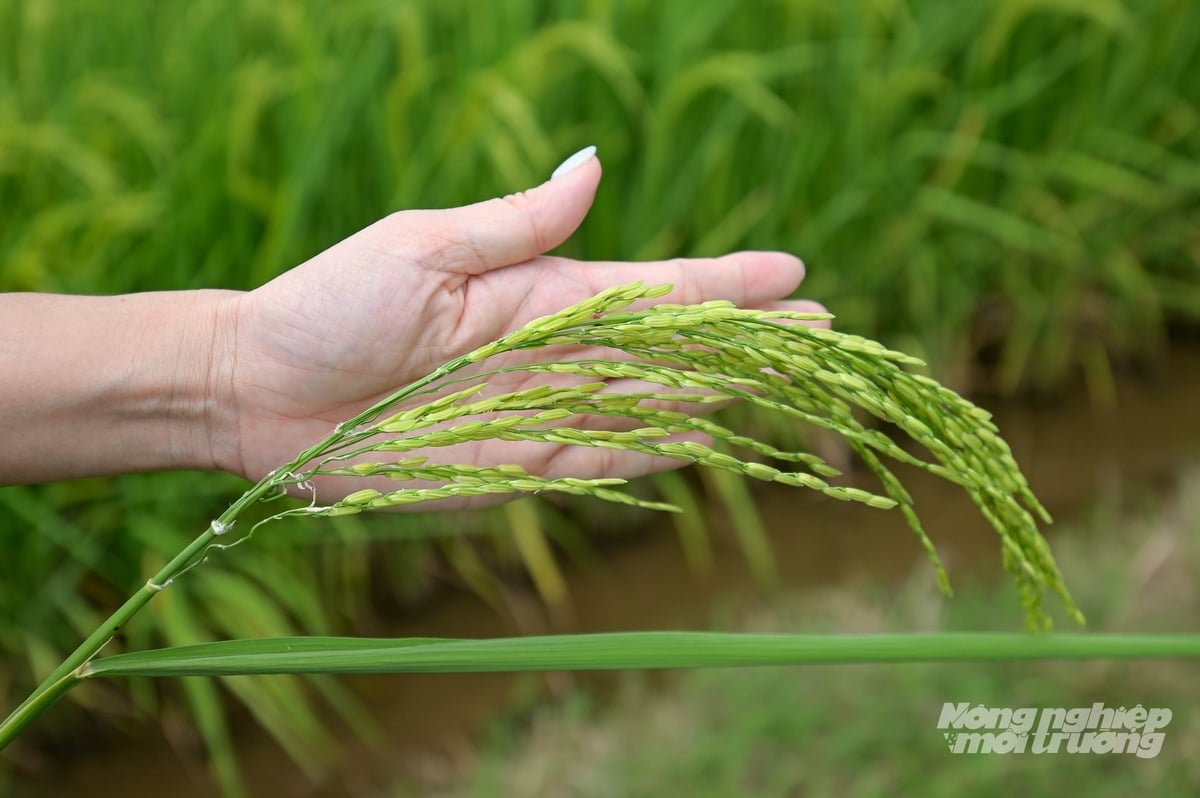 Trên thế giới, xu hướng quản lý giống cây trồng đang thiên về xu hướng hậu kiểm. Ảnh: Tùng Đinh.