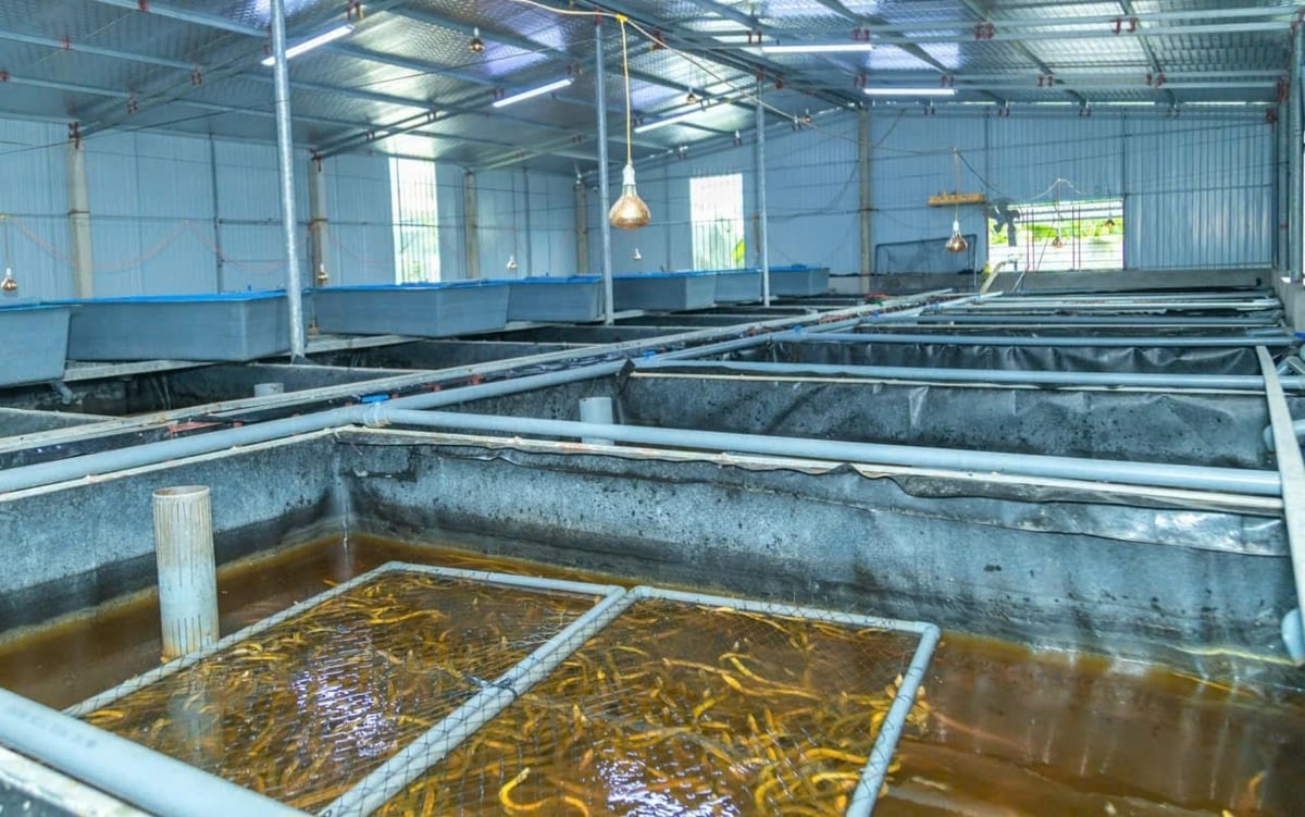Trên địa bàn xã Thạch Lạc có hàng chục hộ nuôi lươn không bùn. Ảnh: Việt Khánh.