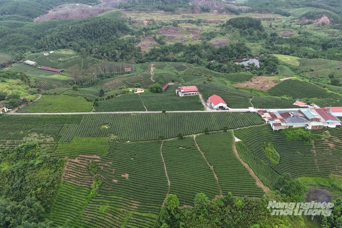 Đồi chè rộng 15 ha tại xã Đường Hoa của bà Hà Ngọc Quỳnh. Ảnh: Nguyễn Thành. Đồi chè rộng 15 ha tại xã Đường Hoa của bà Hà Ngọc Quỳnh. Ảnh: Nguyễn Thành.