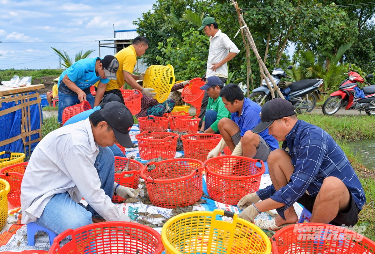 Thu hoạch tôm càng xanh không chỉ mang lại thu nhận cho người nuôi mà còn tạo việc làm cho lao động nông thôn, từ việc bơm rút nước, kéo lưới thu hoạch, lội bắt tôm, vận chuyển, phân loại... Ảnh: Trung Chánh.