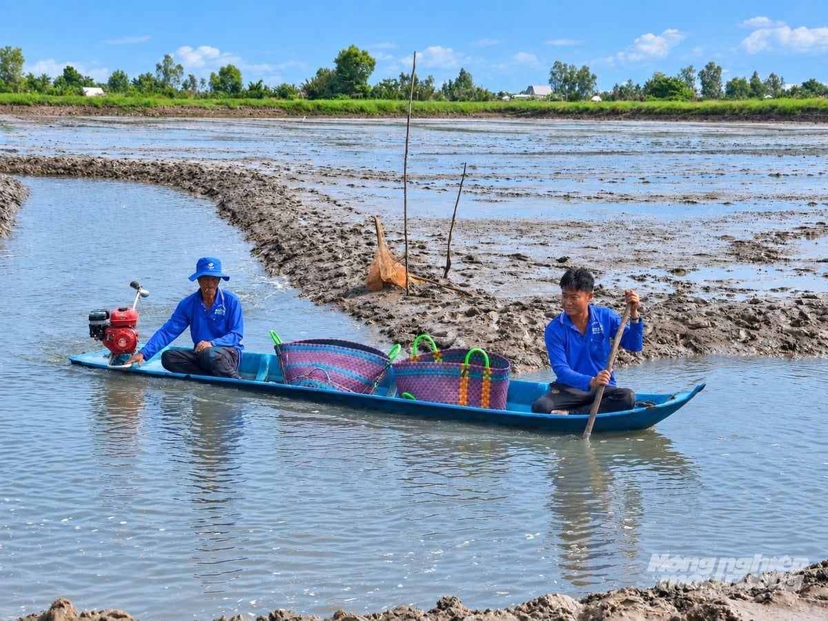 Nền ruộng sau nuôi tôm có nhiều dinh dưỡng, thích hợp để sản xuất lại vụ lúa với chi phí thấp. Ảnh: Trung Chánh.
