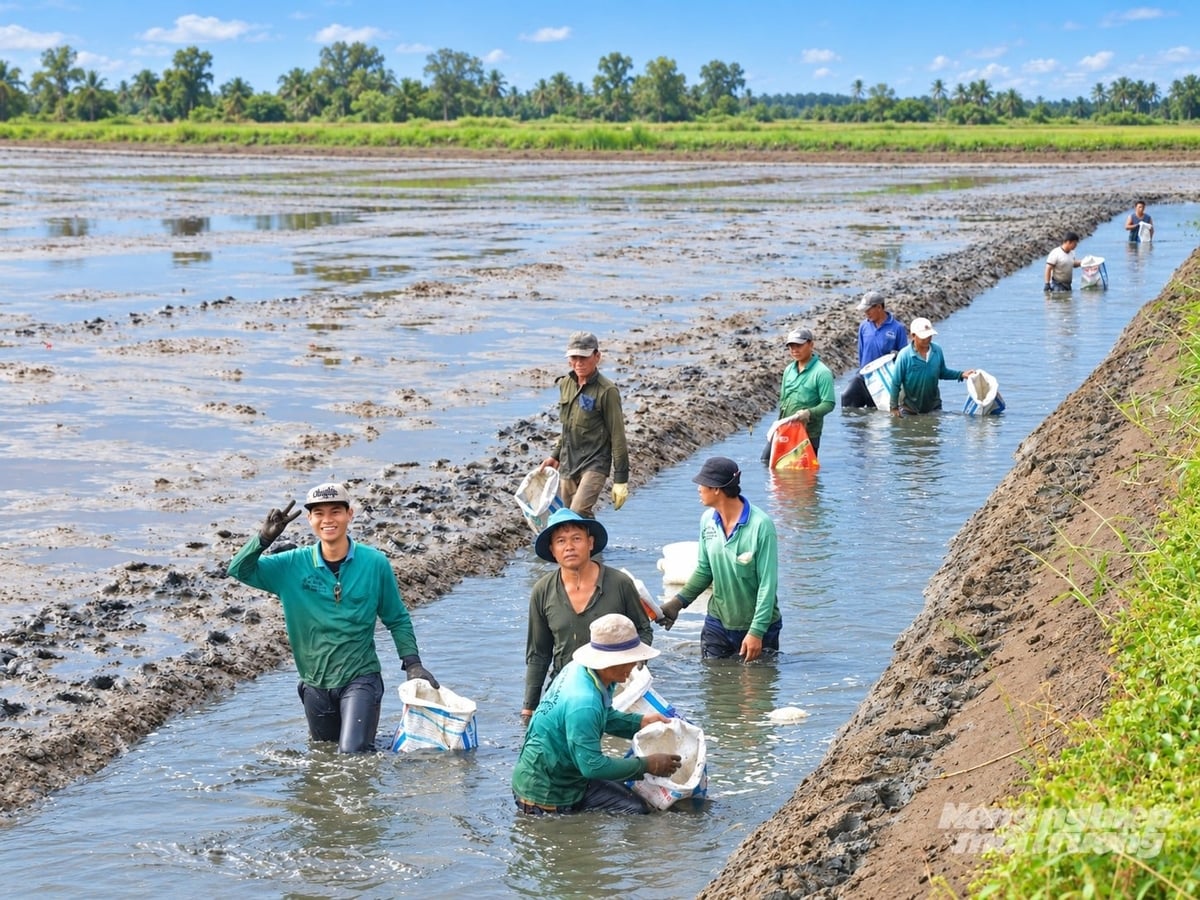 Trung tâm Khuyến nông An Giang tổ chức ngày hội thu hoạch mô hình nuôi tôm càng xanh luân canh với trồng lúa. Ảnh: Trung Chánh.