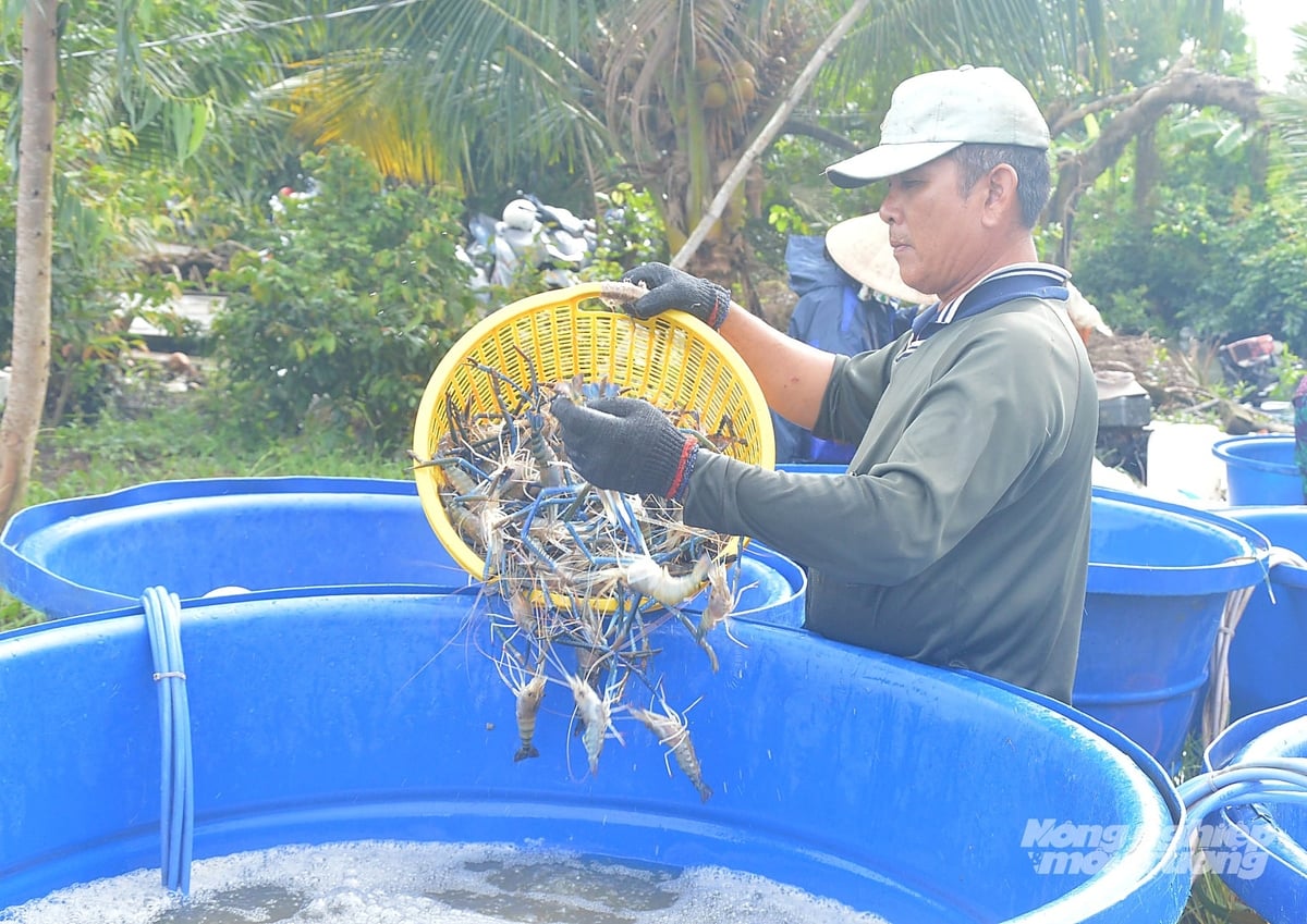 Tôm càng xanh sau khi thu hoạch được phân loại, cho vào thùng chạy oxy giữ cho tôm sống và bán cho thương lái. Ảnh: Trung Chánh.