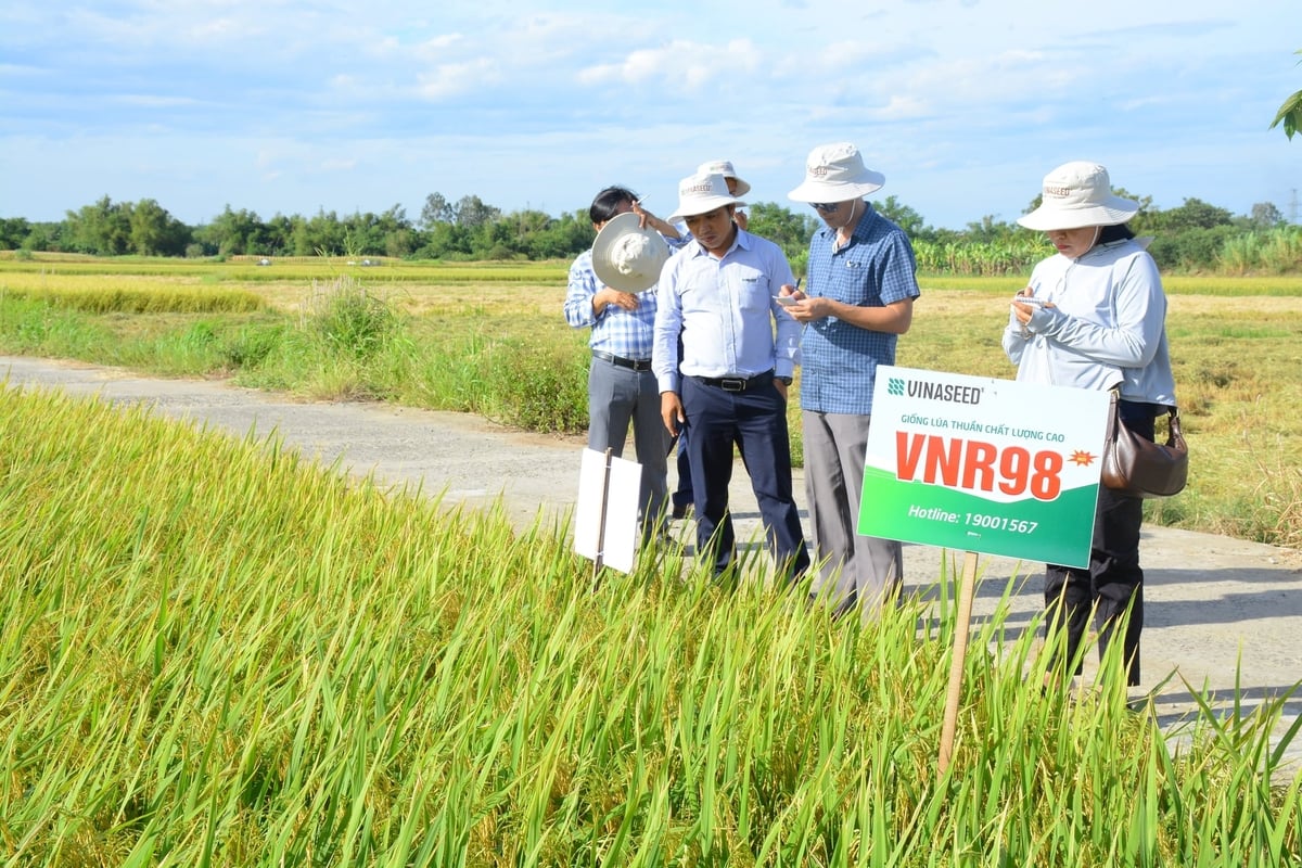 Vượt qua thời tiết khắc nghiệt, các giống lúa do Vinaseed Quảng Nam cung ứng khẳng định vị thế chủ lực trên các đồng đất xứ Quảng. Ảnh: Lan Anh.