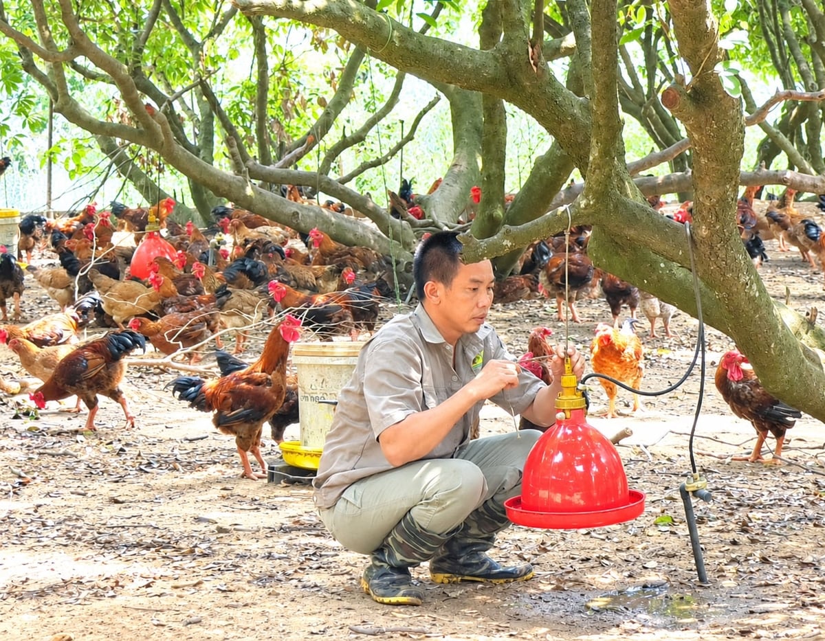 Gà được nuôi bán thả vườn thường vận động nhiều, thịt săn chắc và ngon hơn hẳn nuôi nhốt chuồng kín. Ảnh: Đinh Mười. Gà được nuôi bán thả vườn thường vận động nhiều, thịt săn chắc và ngon hơn hẳn nuôi nhốt chuồng kín. Ảnh: Đinh Mười.