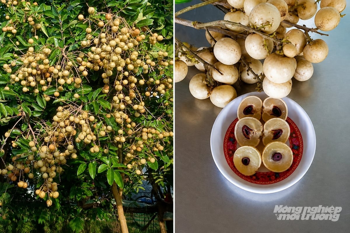 Nhãn Thanh Sơn hạt lép, cơm dày, năng suất tăng theo tuổi cây. Ảnh: Minh Đảm. Nhãn Thanh Sơn hạt lép, cơm dày, năng suất tăng theo tuổi cây. Ảnh: Minh Đảm.