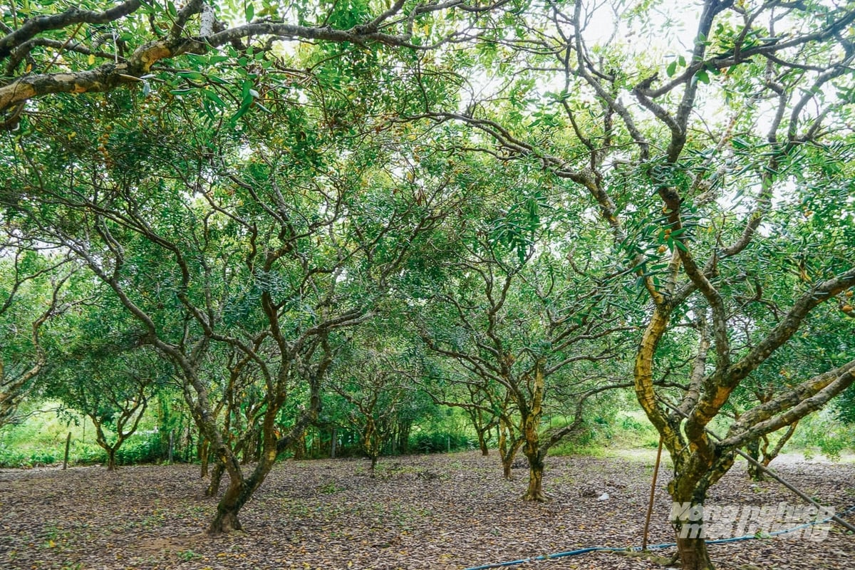 Hầu hết các vườn nhãn xuồng cơm vàng ở phường Vĩnh Phước đã trồng lâu năm, khép tán, khó chuyển đổi. Ảnh: Kim Anh. Hầu hết các vườn nhãn xuồng cơm vàng ở phường Vĩnh Phước đã trồng lâu năm, khép tán, khó chuyển đổi. Ảnh: Kim Anh.