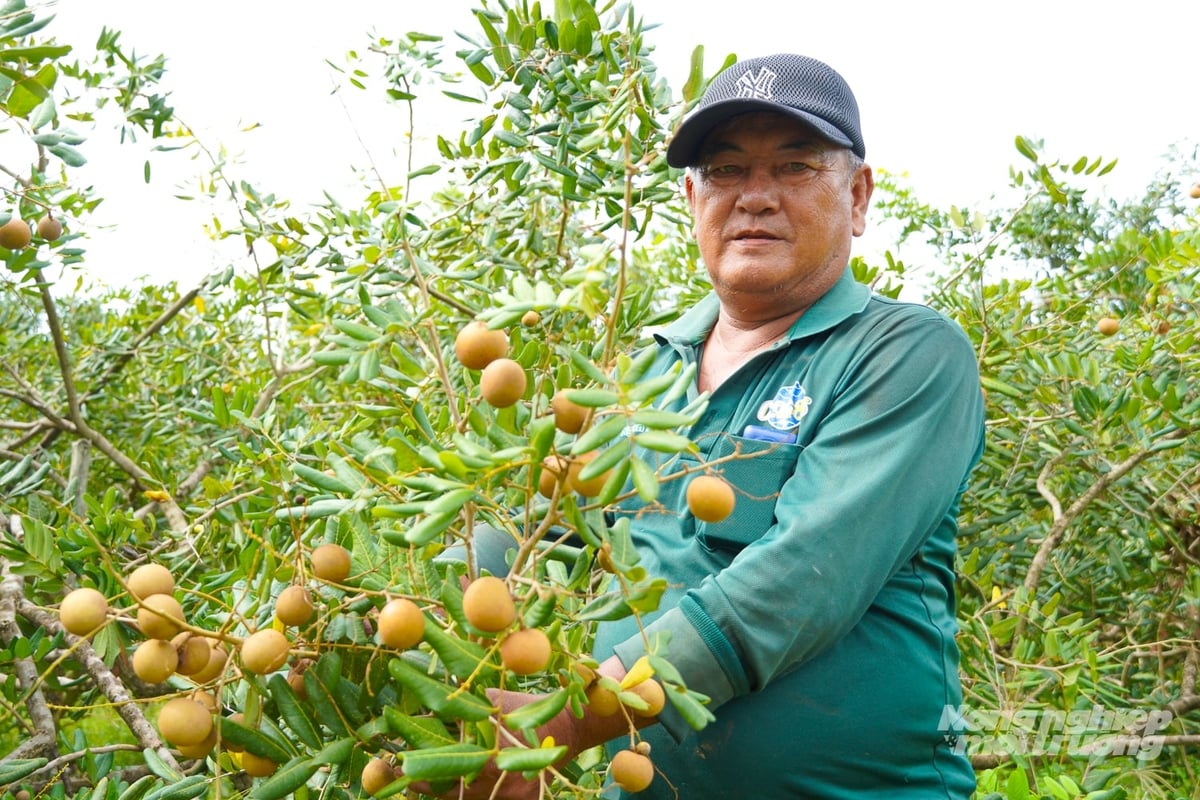Ông Huỳnh Hồ Dém, Giám đốc HTX Nhãn xuồng cơm vàng Vĩnh Châu từng thử nghiệm trồng nhãn nghịch vụ nhưng không hiệu quả. Ảnh: Kim Anh. Ông Huỳnh Hồ Dém, Giám đốc HTX Nhãn xuồng cơm vàng Vĩnh Châu từng thử nghiệm trồng nhãn nghịch vụ nhưng không hiệu quả. Ảnh: Kim Anh.