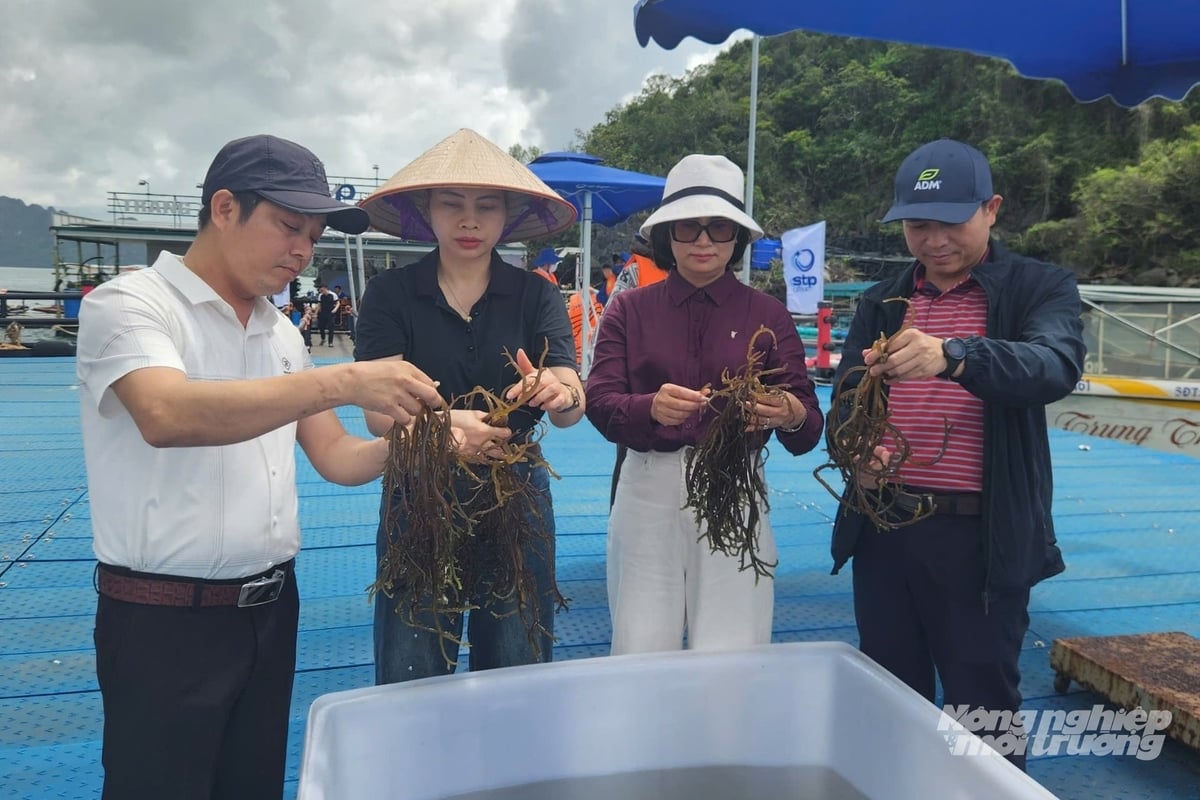 Rong sụn nuôi kết hợp với hàu góp phần giảm áp lực môi trường. Ảnh: Nguyễn Thành.