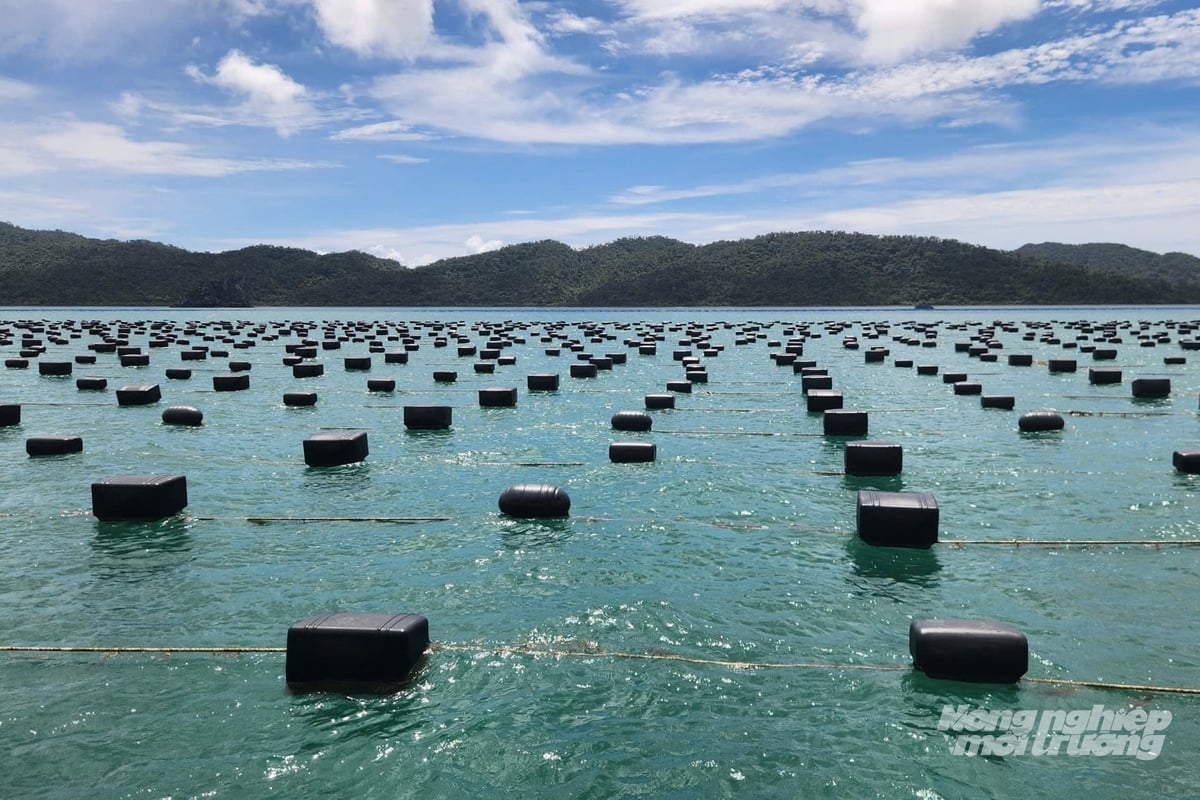 Quảng Ninh là địa phương đầu tiên ban hành quy chuẩn kỹ thuật địa phương về vật liệu sử dụng làm phao nổi trong nuôi trồng thủy sản. Ảnh: Nguyễn Thành.