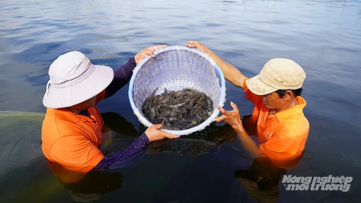 Ngành tôm Việt Nam đang đứng trước yêu cầu chuyển đổi sang các mô hình sản xuất tiết kiệm tài nguyên, thích ứng với biến đổi khí hậu và hướng tới kinh tế tuần hoàn. Ảnh: Minh Đảm. Ngành tôm Việt Nam đang đứng trước yêu cầu chuyển đổi sang các mô hình sản xuất tiết kiệm tài nguyên, thích ứng với biến đổi khí hậu và hướng tới kinh tế tuần hoàn. Ảnh: Minh Đảm.