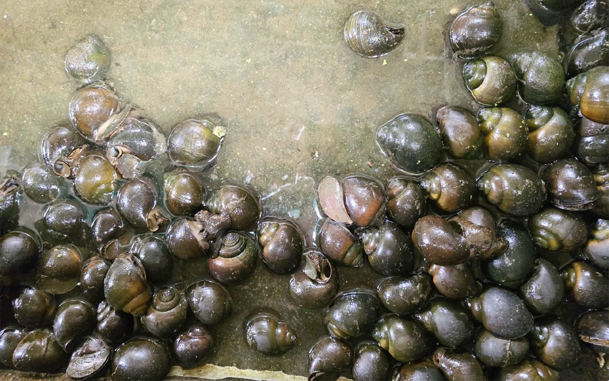Ốc thành phẩm. Ảnh: Xuân Hà.