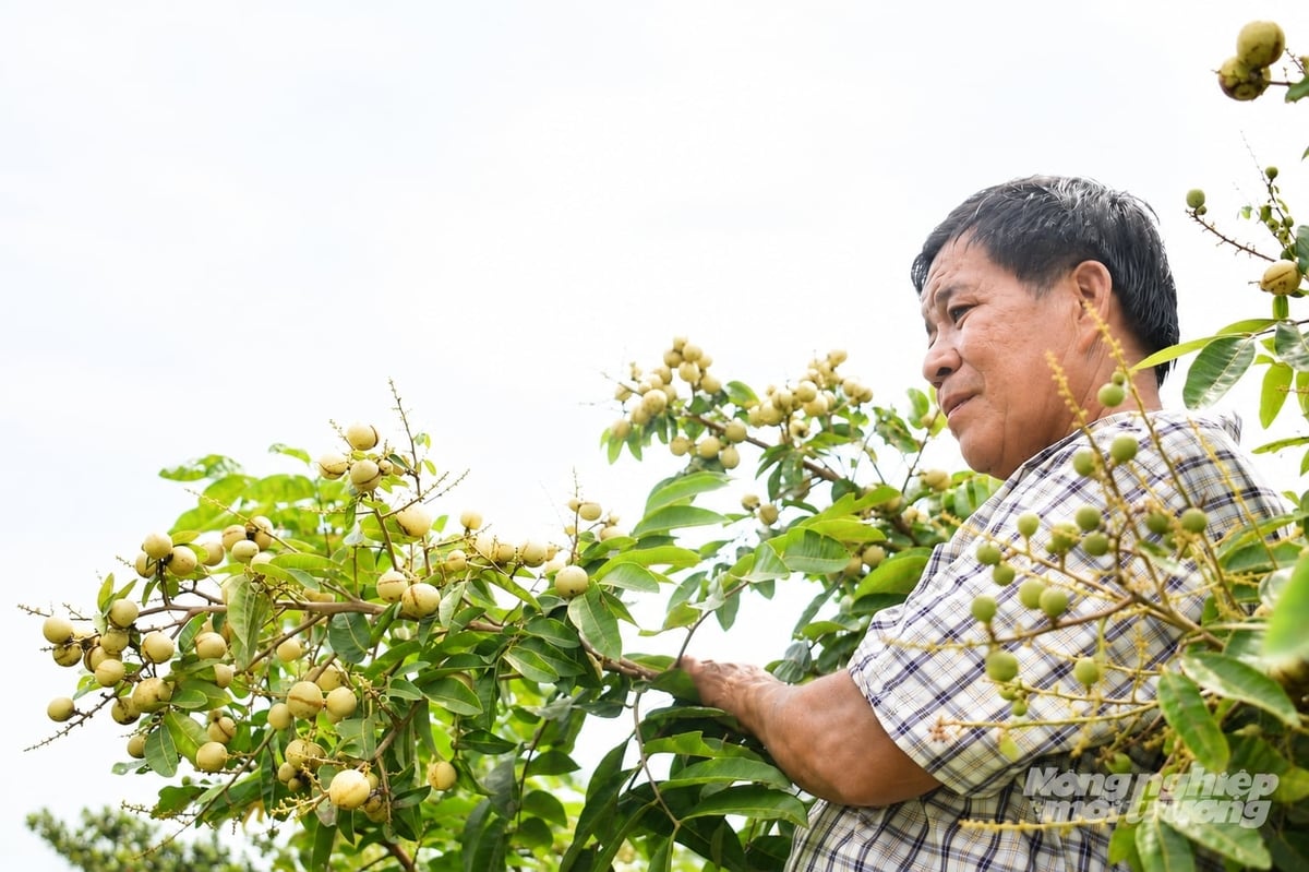 Ông Nguyễn Thanh Sơn - nhà vườn có nhiều kinh nghiệm trong chọn giống cây ăn trái đặc sản ở địa phương. Ảnh: Minh Đảm. Ông Nguyễn Thanh Sơn - nhà vườn có nhiều kinh nghiệm trong chọn giống cây ăn trái đặc sản ở địa phương. Ảnh: Minh Đảm.
