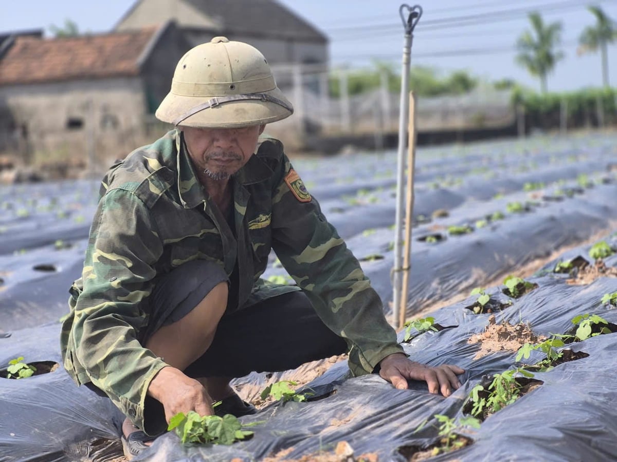 Vườn sâm của ông Nguyễn Trường Sơn đã vượt qua giai đoạn thời tiết khác nghiệt. Ảnh: Xuân Hào.