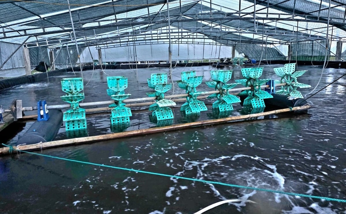 Mô hình nuôi tôm công nghệ cao được gia đình ông Tin triển khai bài bản. Ảnh: Việt Khánh.