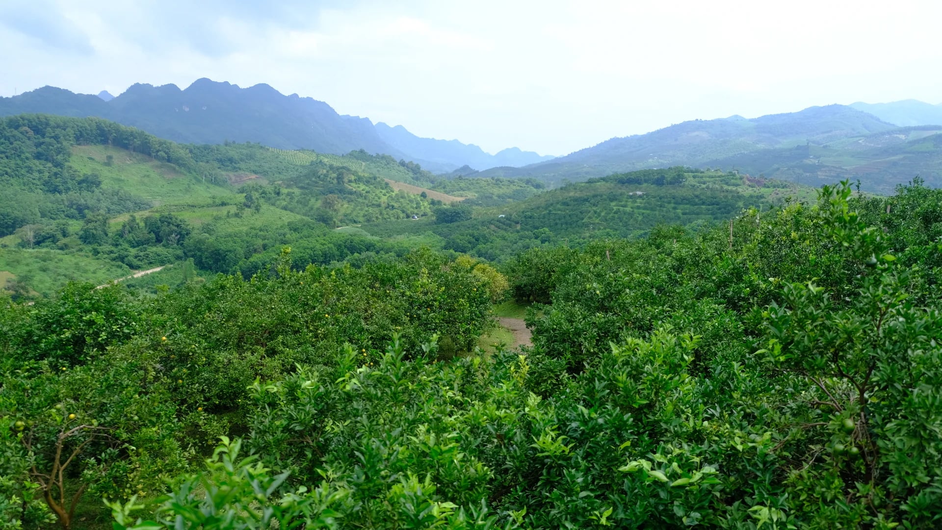 Phú Thọ đang tập trung nhiều giải pháp để phát triển bền vững các vùng chuyên canh cây ăn quả có múi. Ảnh: Kiên Trung.
