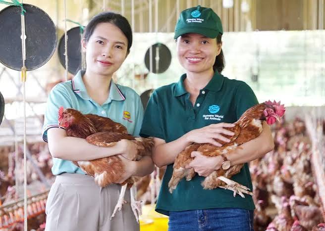 Gà nuôi theo tiêu chuẩn phúc lợi động vật của Vĩnh Thành Đạt. Ảnh: Nguyễn Thủy.